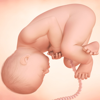 Pregnancy – Baby’s Growth Week 38