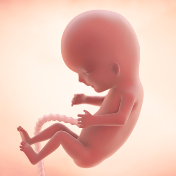 Pregnancy – Baby’s Growth Week 12