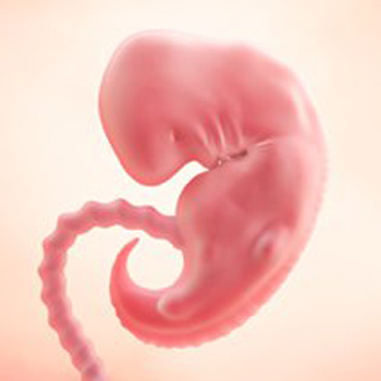 Pregnancy – Baby’s Growth Week 6