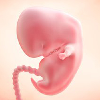 Pregnancy – Baby’s Growth Week 7